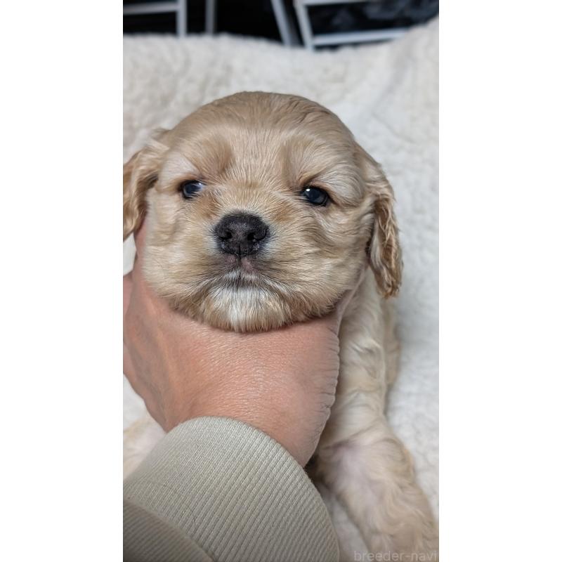 成約済の愛知県のアメリカンコッカースパニエル-427098の13枚目