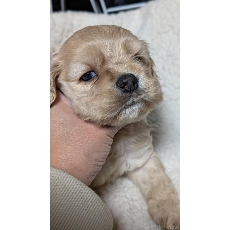 成約済の愛知県のアメリカンコッカースパニエル-427098の12枚目