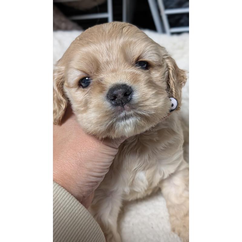 成約済の愛知県のアメリカンコッカースパニエル-427098の11枚目