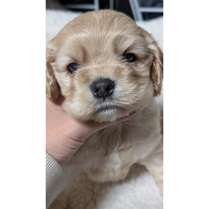 成約済の愛知県のアメリカンコッカースパニエル-427098の9枚目