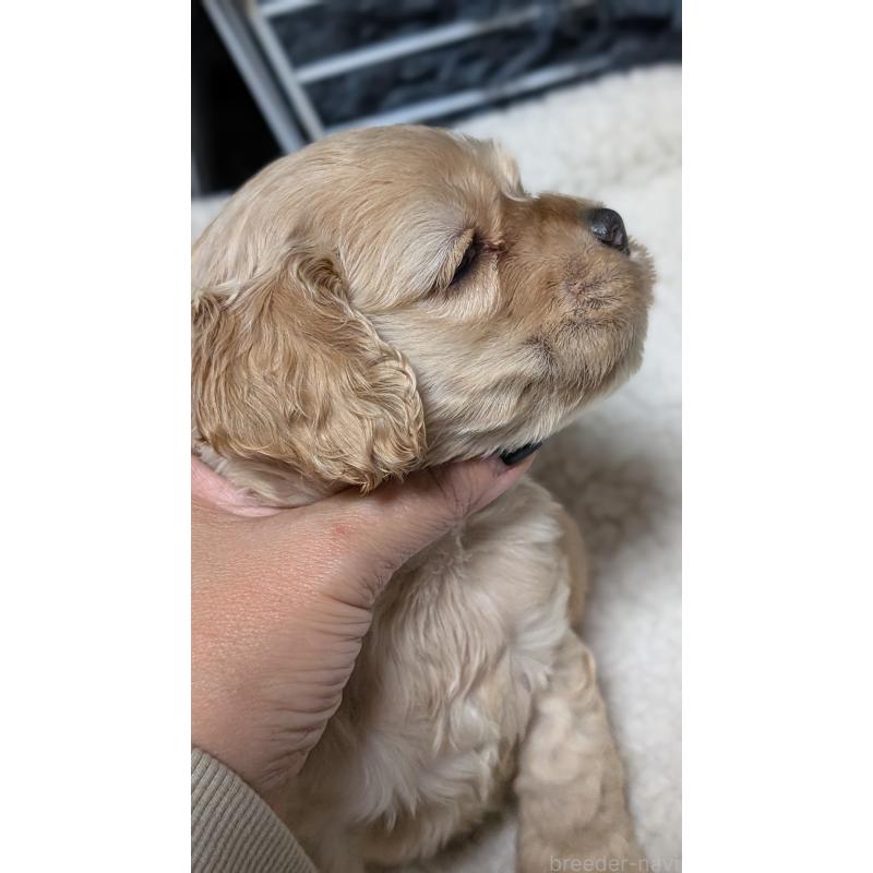 成約済の愛知県のアメリカンコッカースパニエル-427098の8枚目