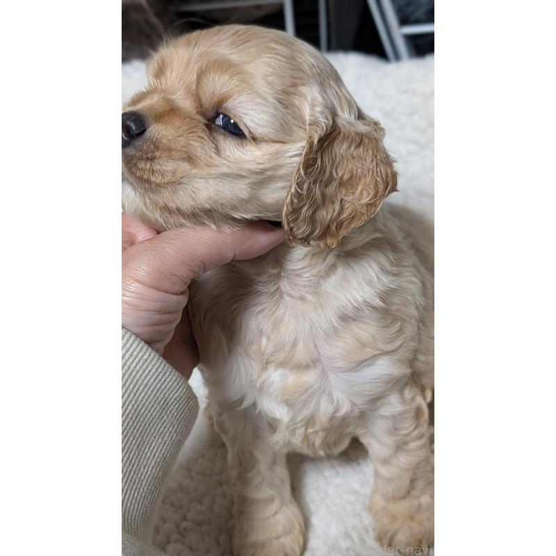 成約済の愛知県のアメリカンコッカースパニエル-427098の7枚目