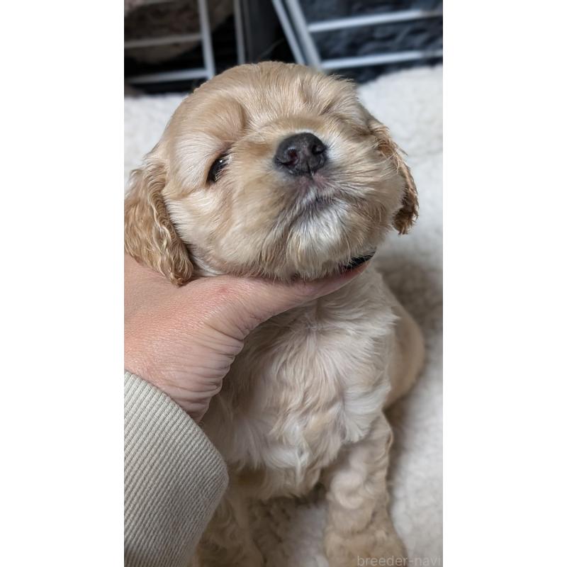 成約済の愛知県のアメリカンコッカースパニエル-427098の6枚目