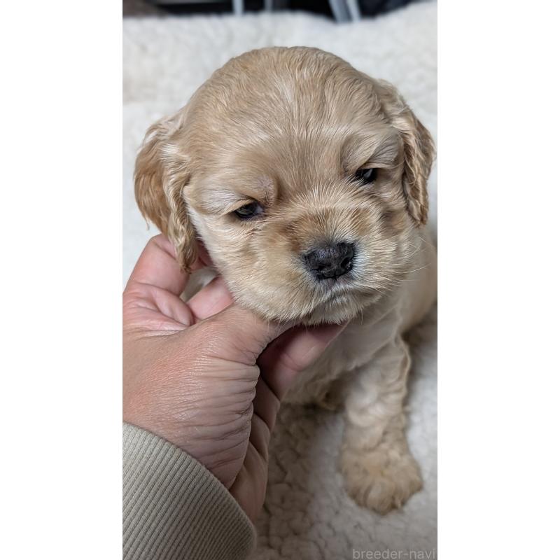 成約済の愛知県のアメリカンコッカースパニエル-427098の4枚目