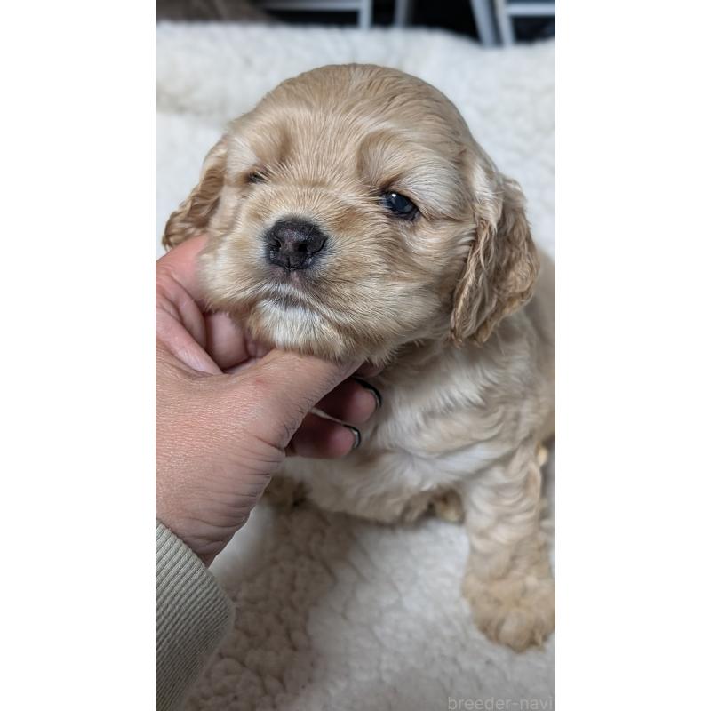 成約済の愛知県のアメリカンコッカースパニエル-427098の3枚目