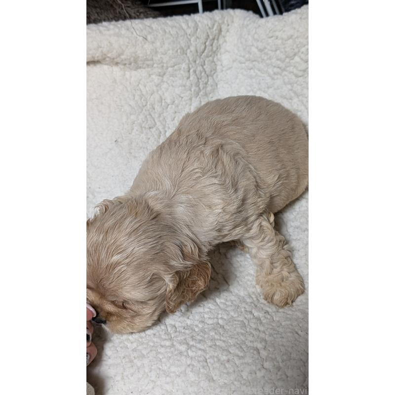 成約済の愛知県のアメリカンコッカースパニエル-427098の2枚目