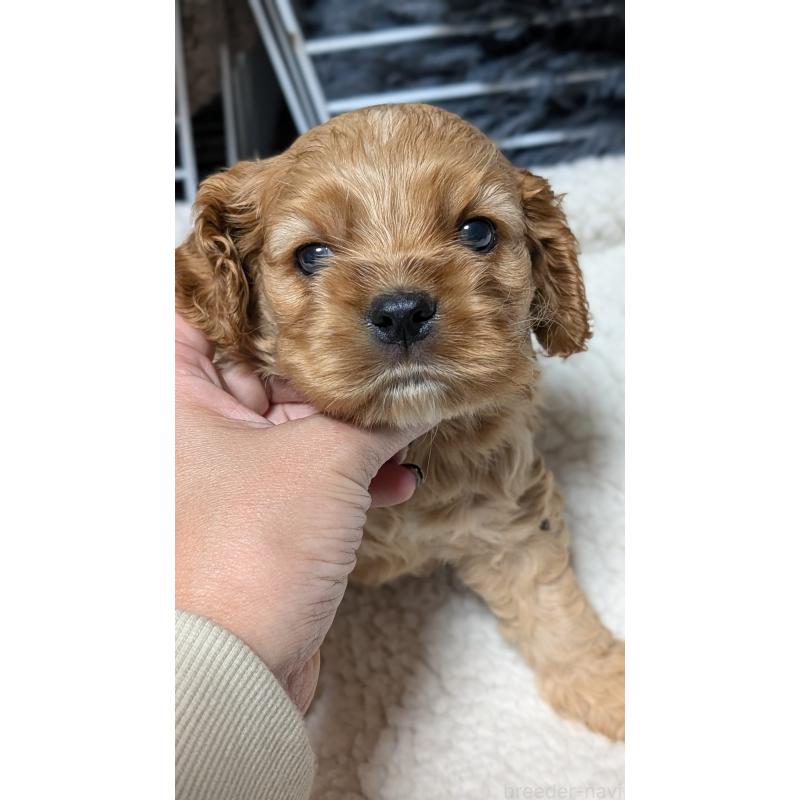 成約済の愛知県のアメリカンコッカースパニエル-427097の10枚目