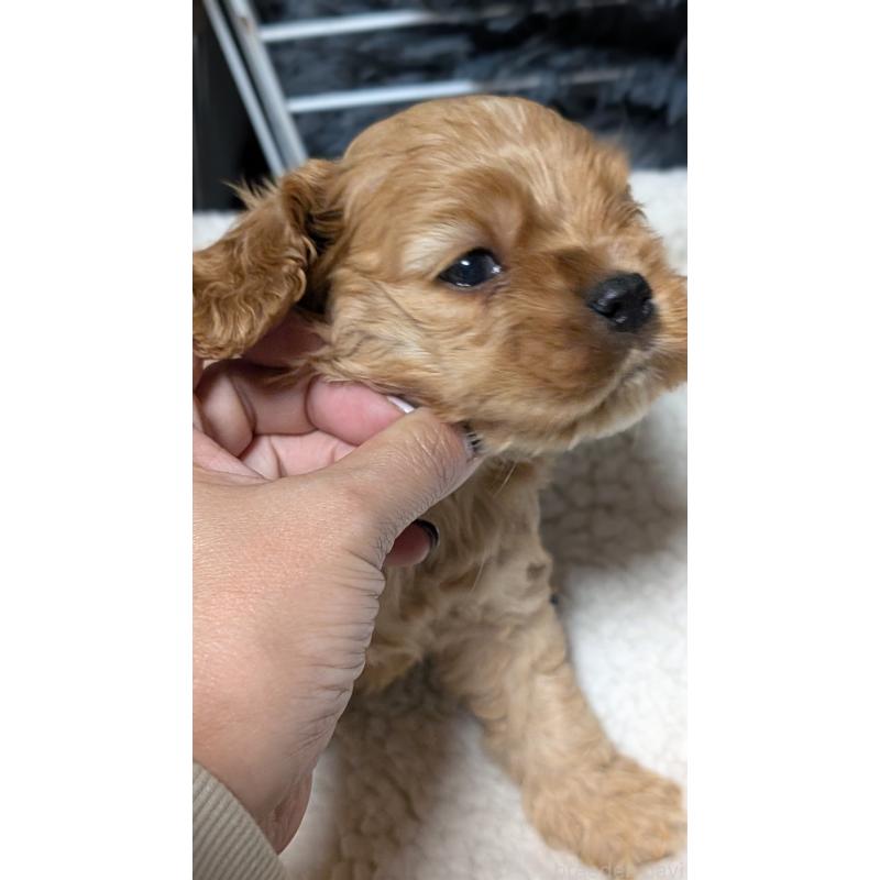 成約済の愛知県のアメリカンコッカースパニエル-427097の9枚目