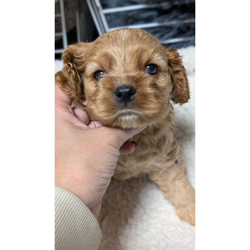 成約済の愛知県のアメリカンコッカースパニエル-427097の8枚目