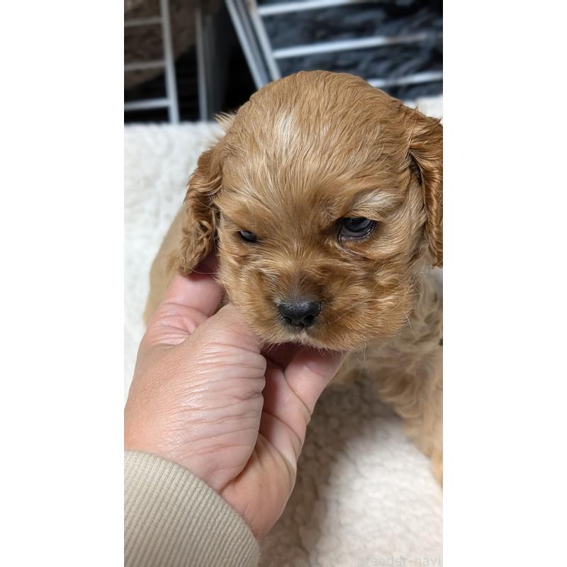 成約済の愛知県のアメリカンコッカースパニエル-427097の7枚目