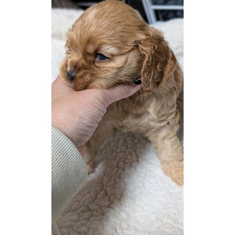 成約済の愛知県のアメリカンコッカースパニエル-427097の4枚目