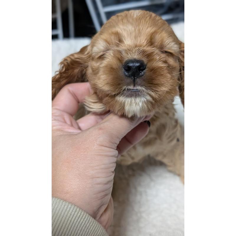 成約済の愛知県のアメリカンコッカースパニエル-427097の3枚目