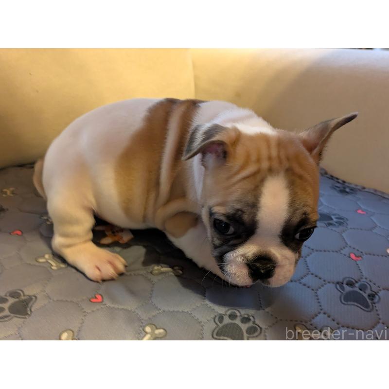 販売中の茨城県のフレンチブルドッグ-428669の4枚目