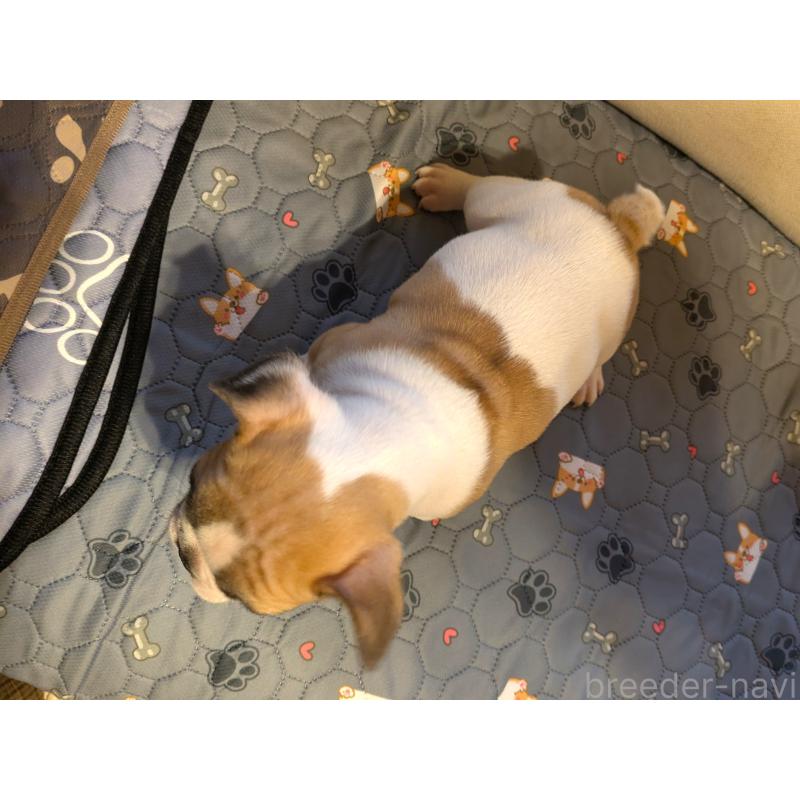 販売中の茨城県のフレンチブルドッグ-428669の3枚目