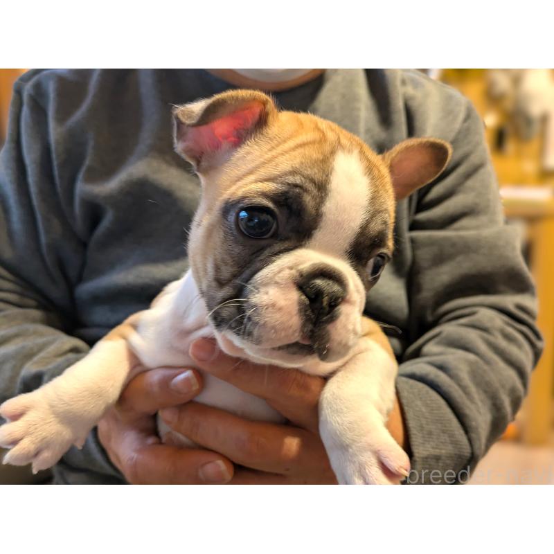 販売中の茨城県のフレンチブルドッグ-428669の2枚目