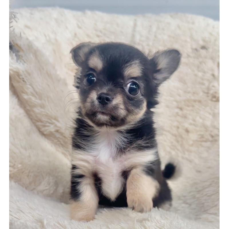 販売中の千葉県のチワワ(ロングコート)-423620