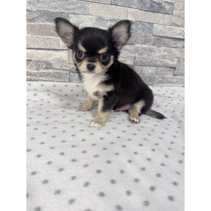 販売中の千葉県のチワワ(ロングコート)-410028