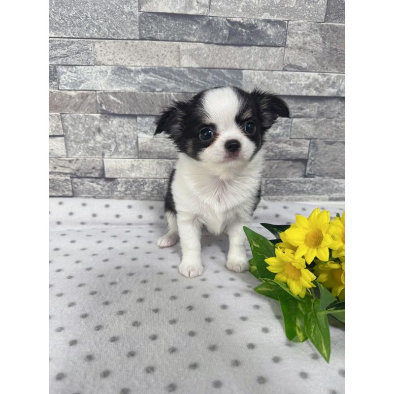 販売中の千葉県のチワワ(ロングコート)-410026