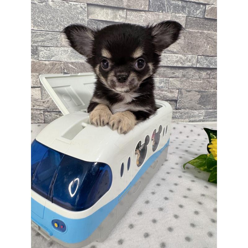 販売中の千葉県のチワワ(ロングコート)-410025の1枚目