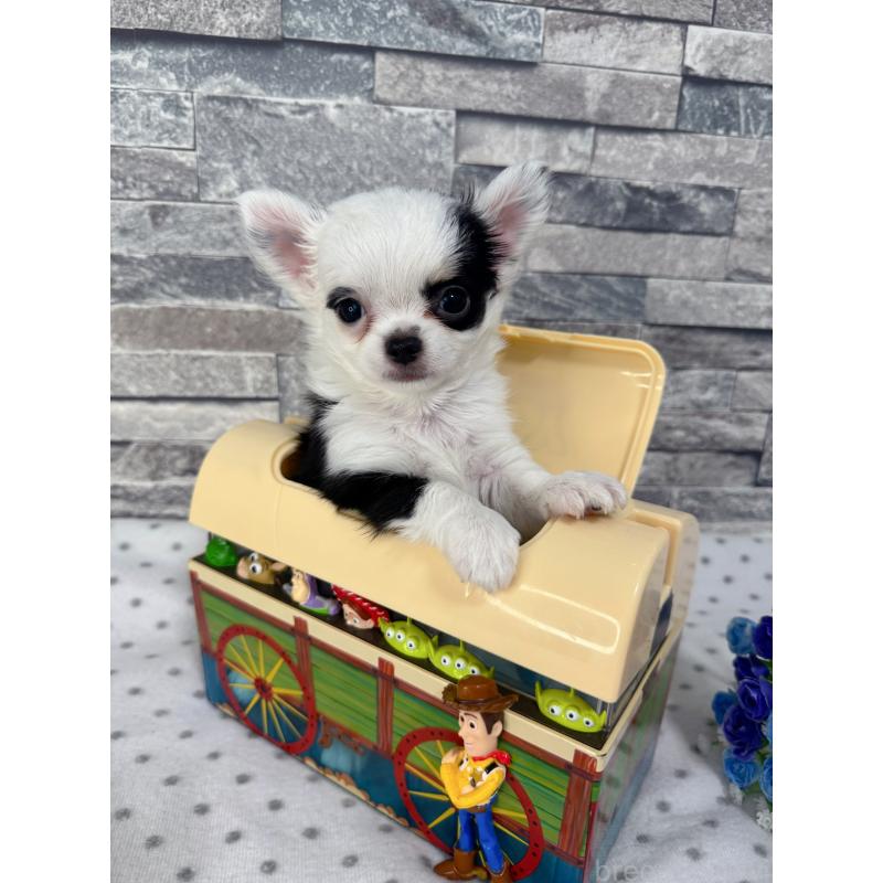 販売中の千葉県のチワワ(ロングコート)-410024の1枚目