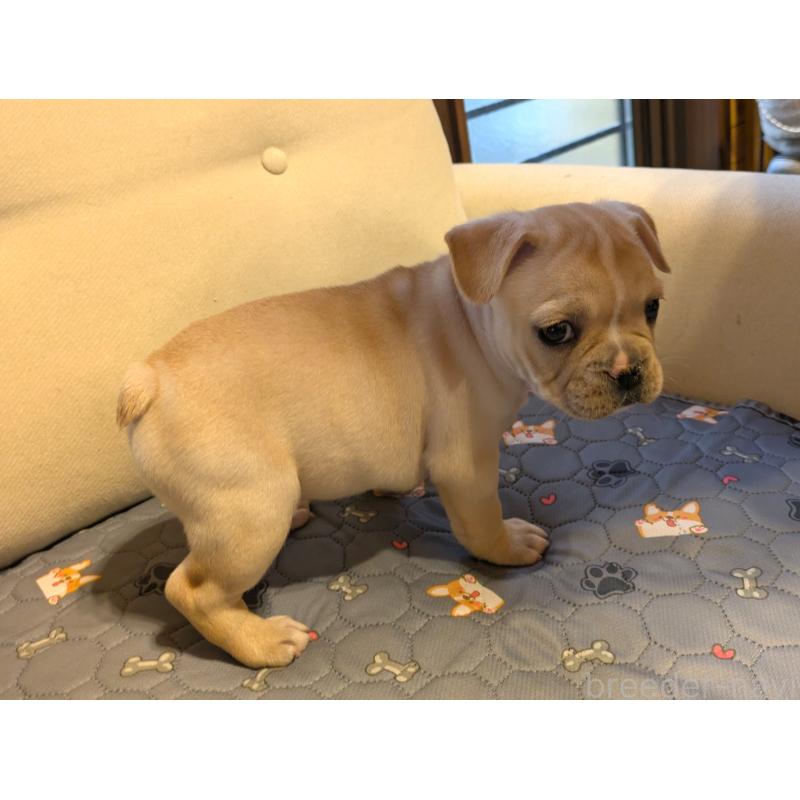 販売中の茨城県のフレンチブルドッグ-428670の6枚目