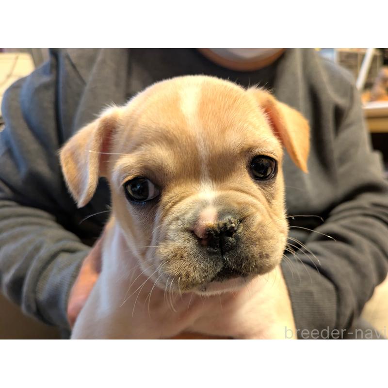 販売中の茨城県のフレンチブルドッグ-428670の5枚目