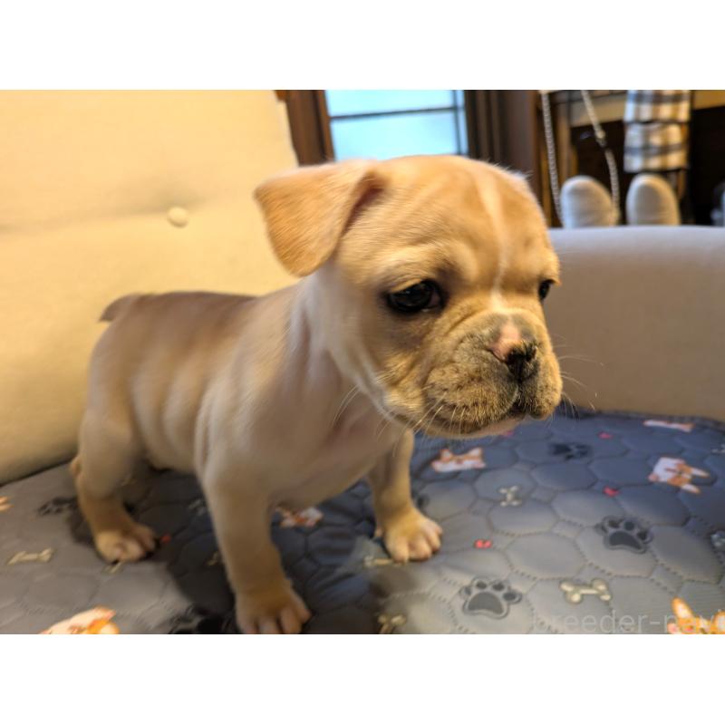 販売中の茨城県のフレンチブルドッグ-428670の4枚目