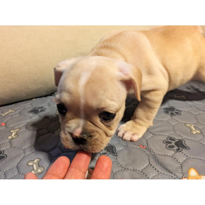 販売中の茨城県のフレンチブルドッグ-428670の3枚目