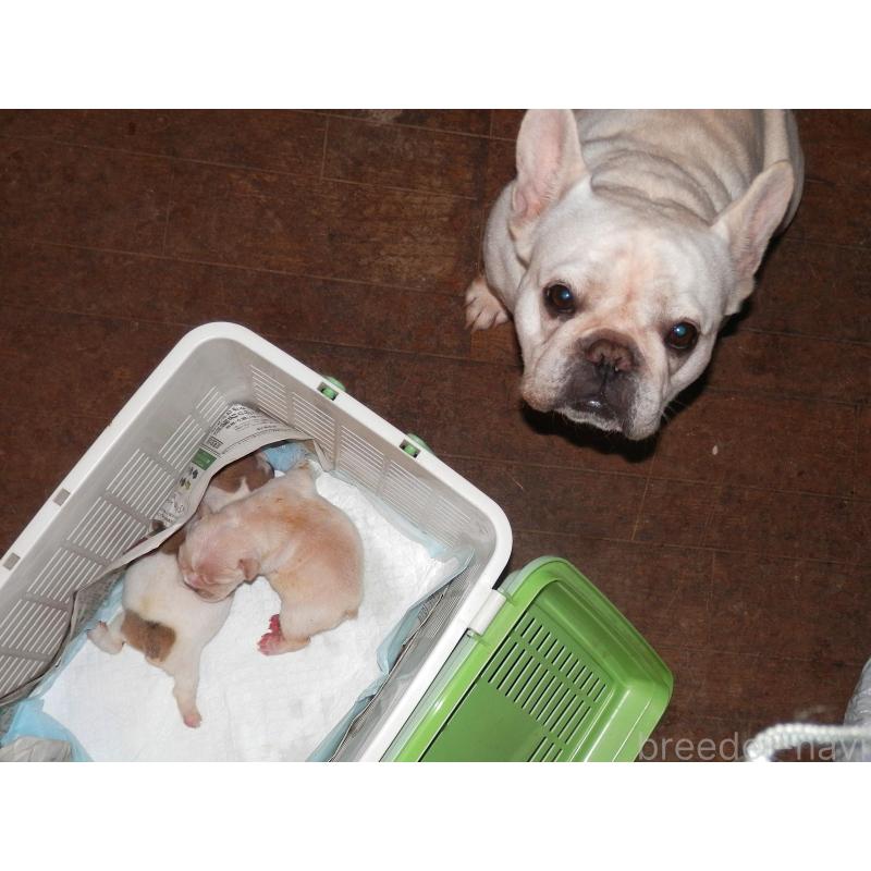 販売中の茨城県のフレンチブルドッグ-428670の2枚目