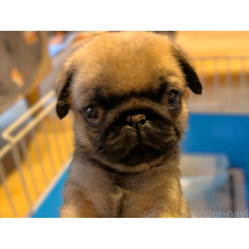 販売中の茨城県のパグ-428672の6枚目