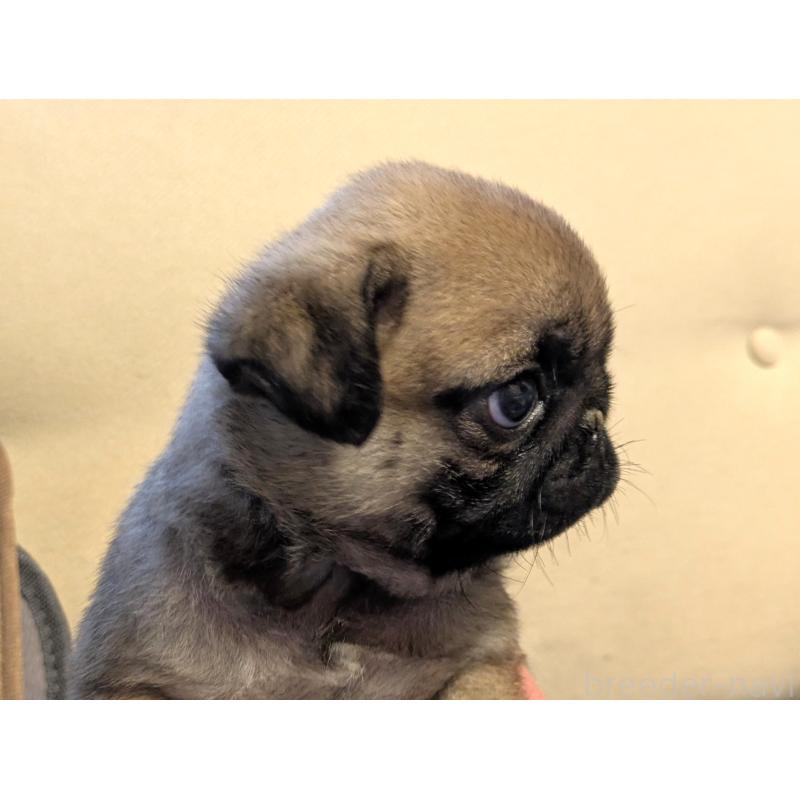 販売中の茨城県のパグ-428672の4枚目