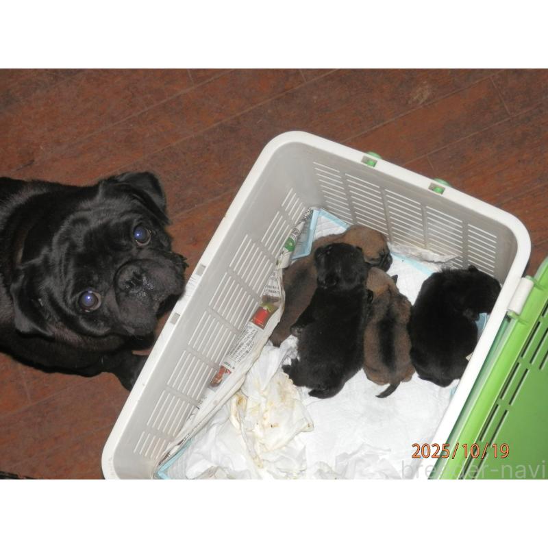 販売中の茨城県のパグ-428672の2枚目