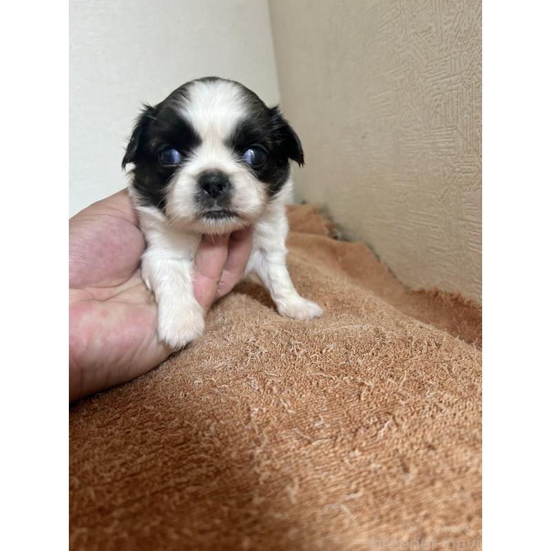 販売中の埼玉県のチワズー:チワワ×シーズー-428671の1枚目