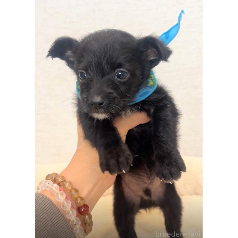 販売中の茨城県のミックス犬-428673の5枚目