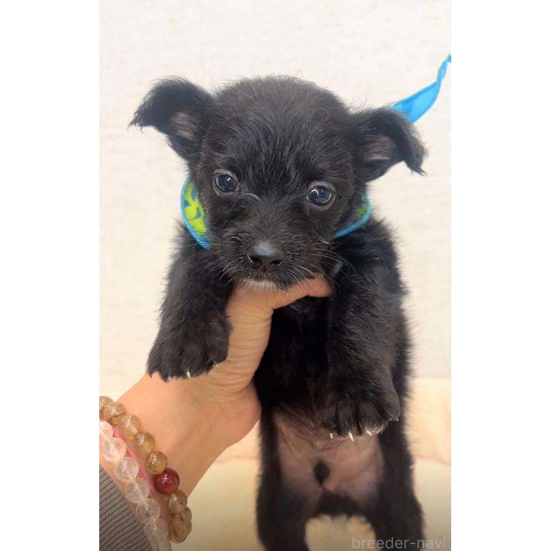 販売中の茨城県のミックス犬-428673の4枚目