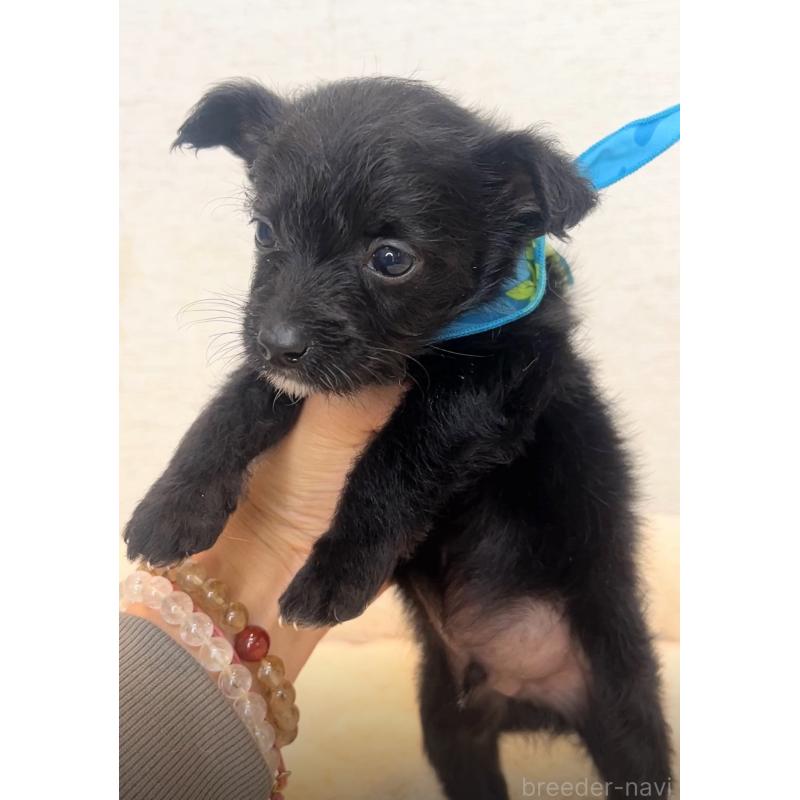 販売中の茨城県のミックス犬-428673の3枚目