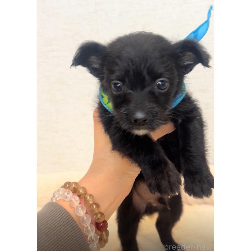 販売中の茨城県のミックス犬-428673の2枚目