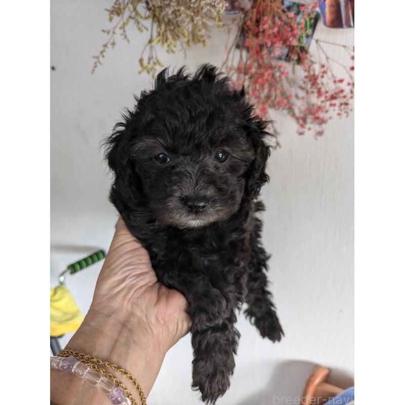 販売中の千葉県のビションプー:ビションフリーゼ×トイプードル-428674の2枚目