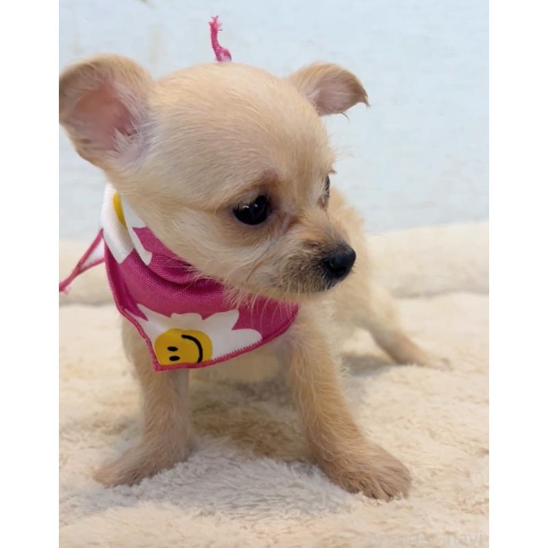 販売中の茨城県のミックス犬-428675の5枚目