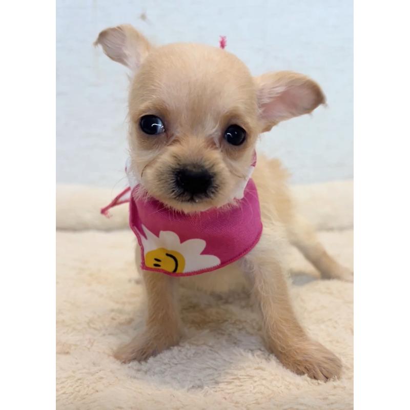 販売中の茨城県のミックス犬-428675の4枚目