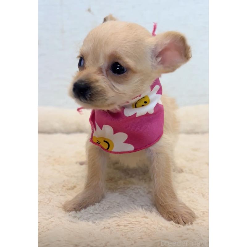 販売中の茨城県のミックス犬-428675の3枚目