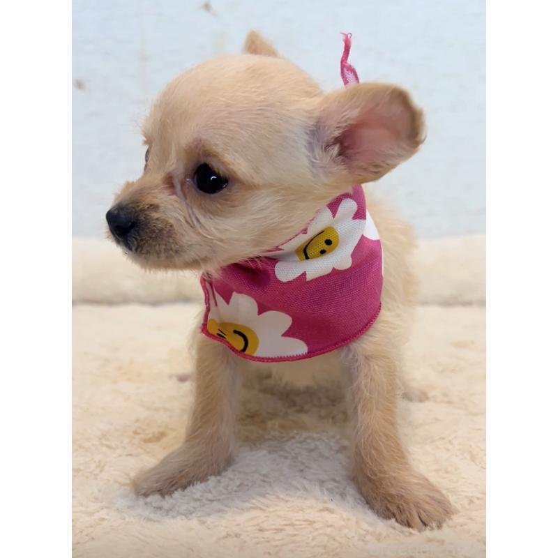 販売中の茨城県のミックス犬-428675の2枚目