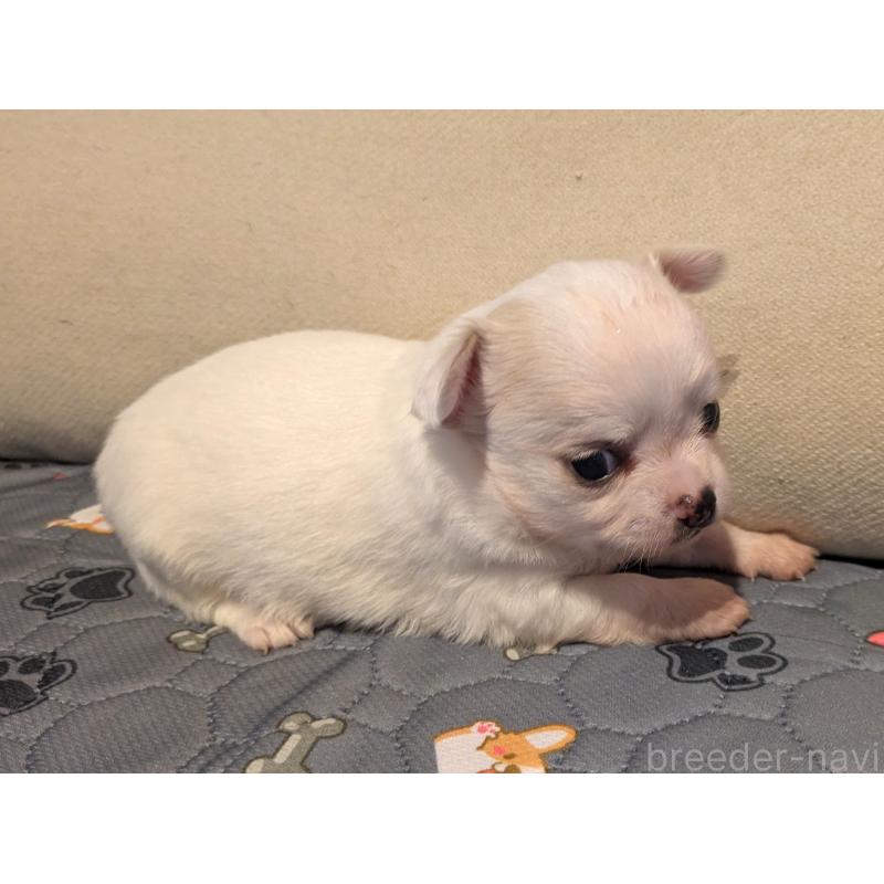 販売中の茨城県のチワワ(ロングコート)-428680の6枚目