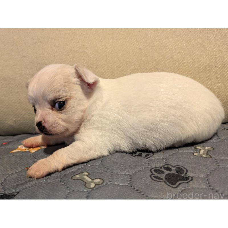 販売中の茨城県のチワワ(ロングコート)-428680の4枚目