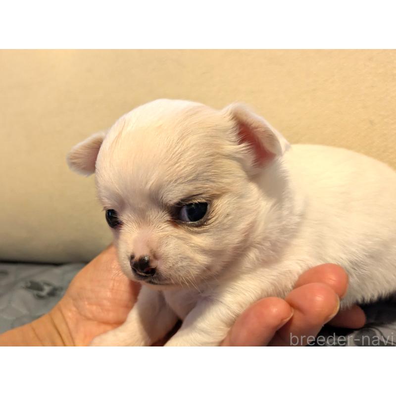 販売中の茨城県のチワワ(ロングコート)-428680の3枚目