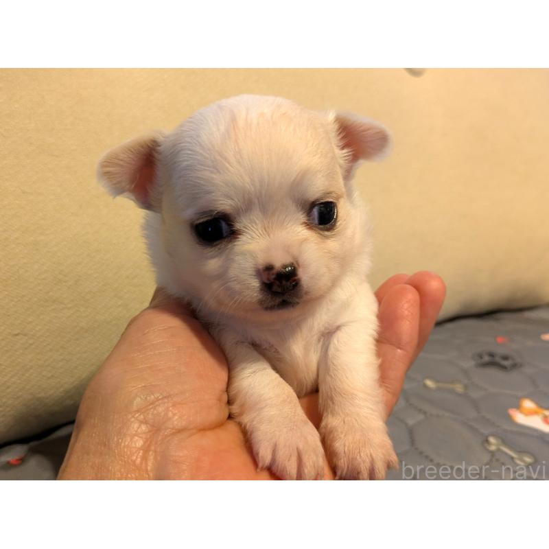 販売中の茨城県のチワワ(ロングコート)-428680の2枚目