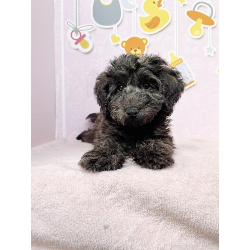 成約済の東京都のダップー:ミニチュアダックスフンド×トイプードル-414485の2枚目