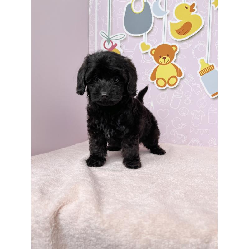 成約済の東京都のダップー:ミニチュアダックスフンド×トイプードル-422981の4枚目