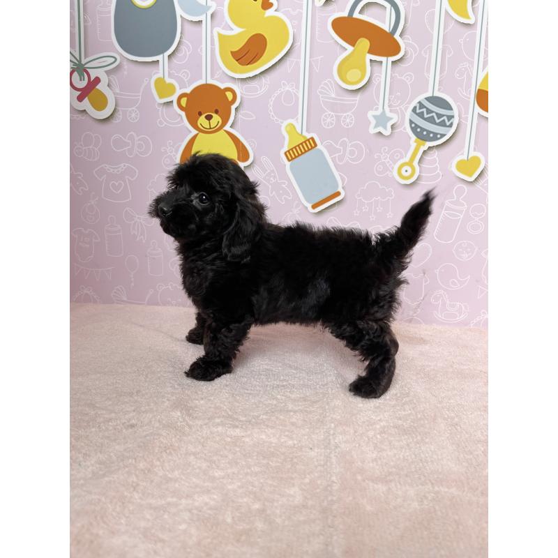 成約済の東京都のダップー:ミニチュアダックスフンド×トイプードル-422981の3枚目