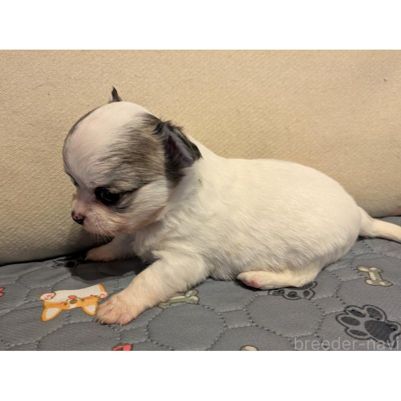 販売中の茨城県のチワワ(ロングコート)-428681の5枚目